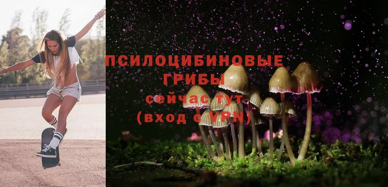 Галлюциногенные грибы Cubensis  купить  цена  Новокузнецк 